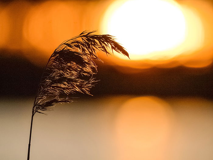 Flower in backlight situation during golden hour.