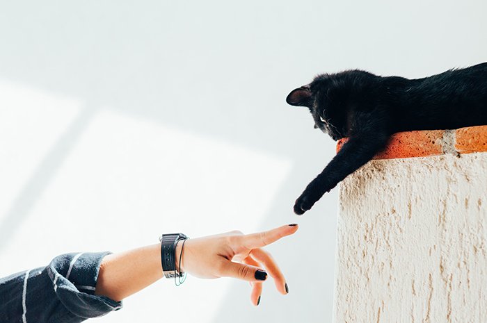 A womans hand touching a black kittens paw