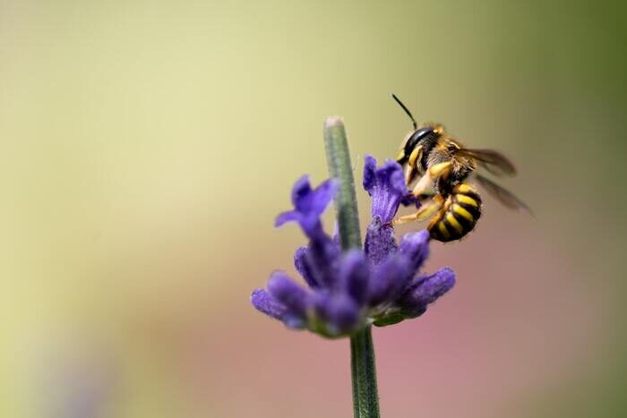 Macro photo of a bee on a flower