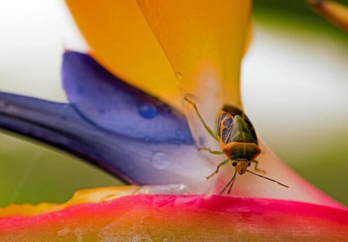 Macro photo of a bug