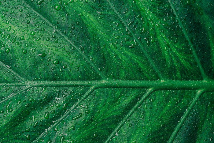 Macro photo of a green leaf