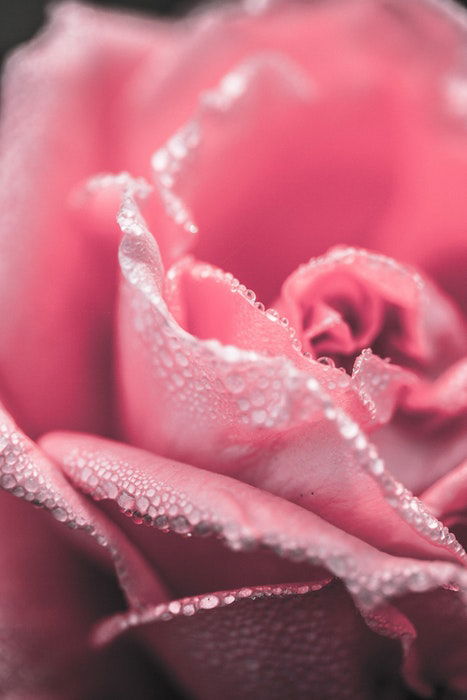 Macro photo of a pink rose