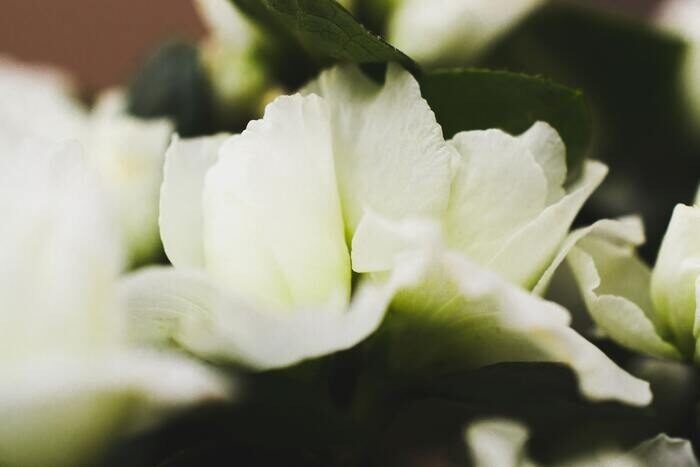 Macro photo of white flowers