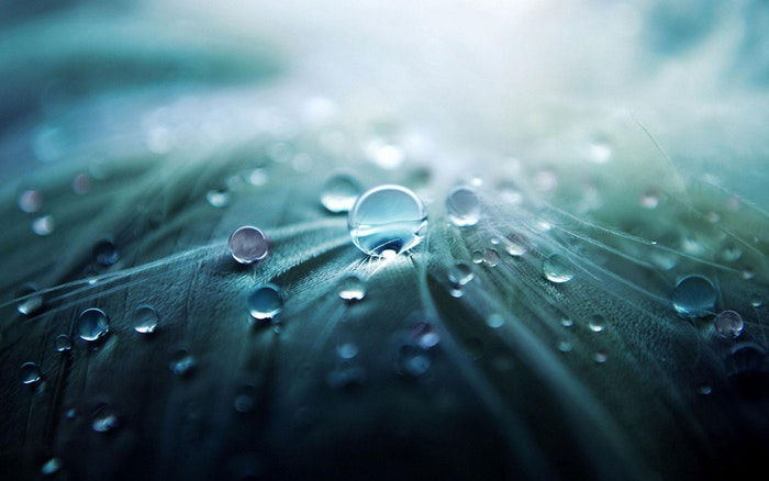 A close up of a dewdrop on a leaf