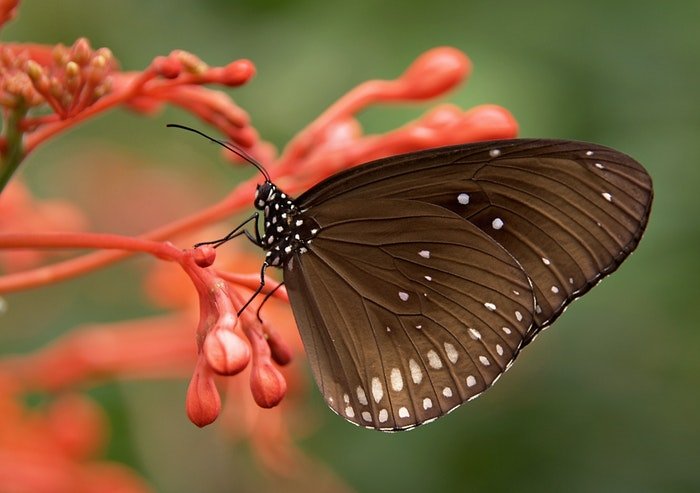 微距拍摄的棕色蝴蝶在红色的植物上