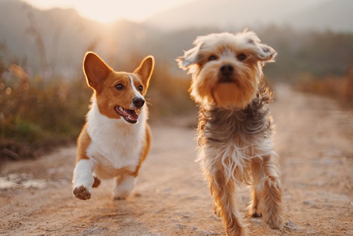 Two little dogs running