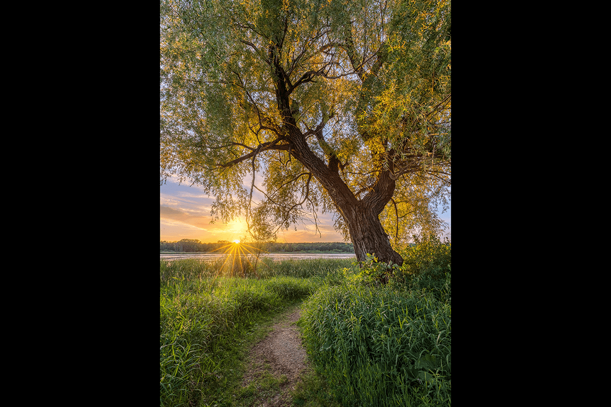 A landscape photo with a tree and the sun setting shot with the Sunny 16 Rule