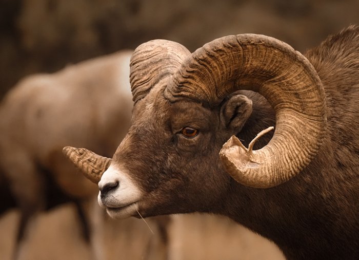 A ram with large horns