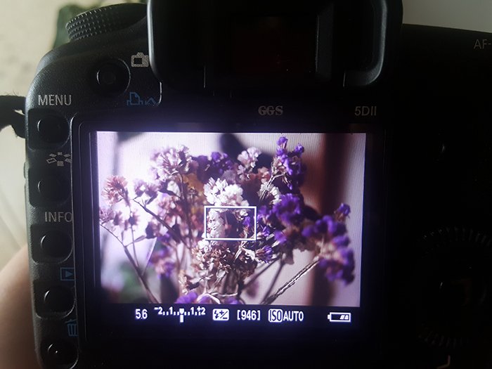 A close up of a DSLR camera shooting a flower with aperture priority mode 