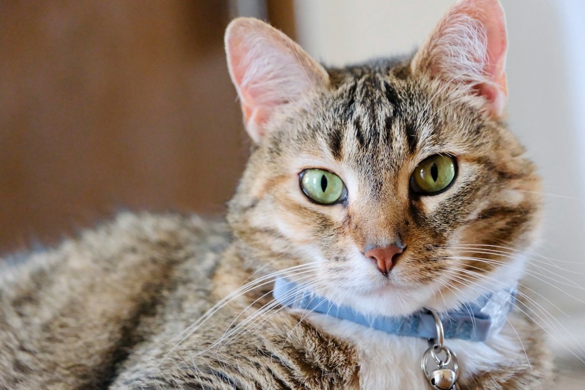 Close-up of a cat with a collar for cat photography