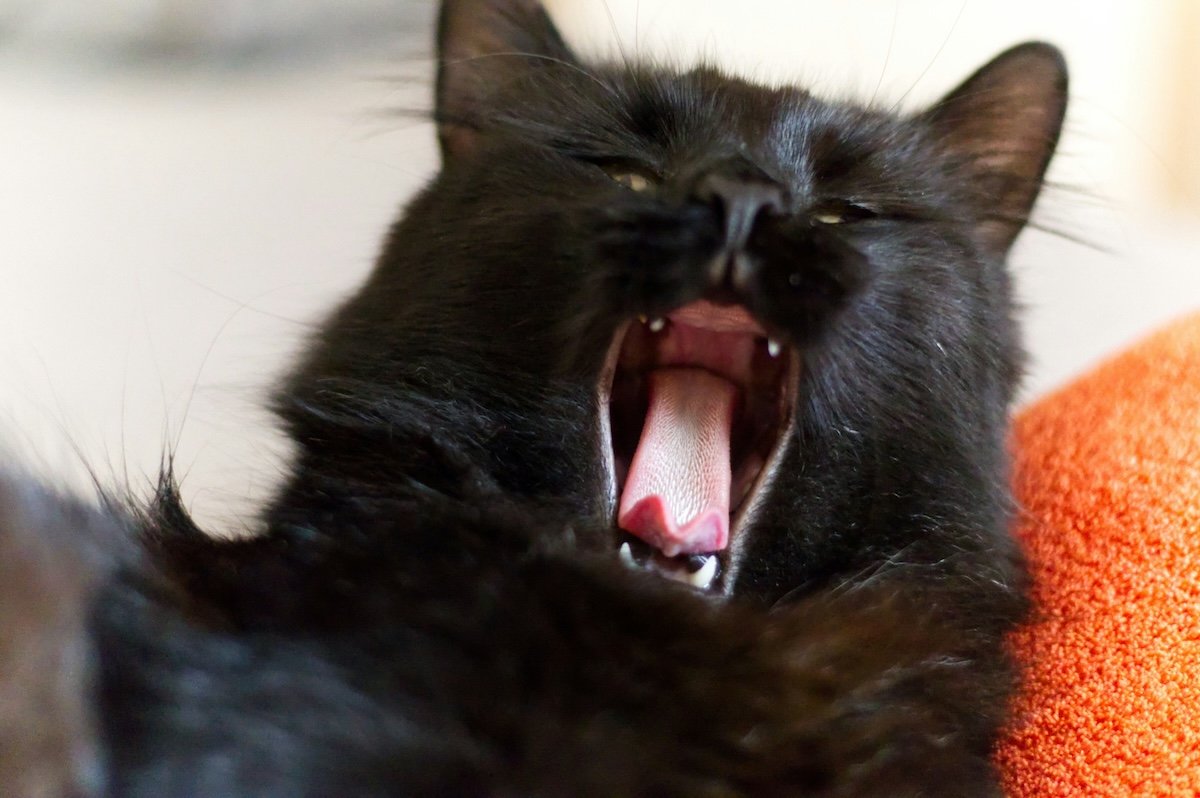 close-up of black cat yawning for cat photography