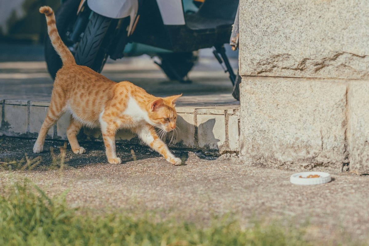 A cat walking on a sidewalk as an example for cat photography