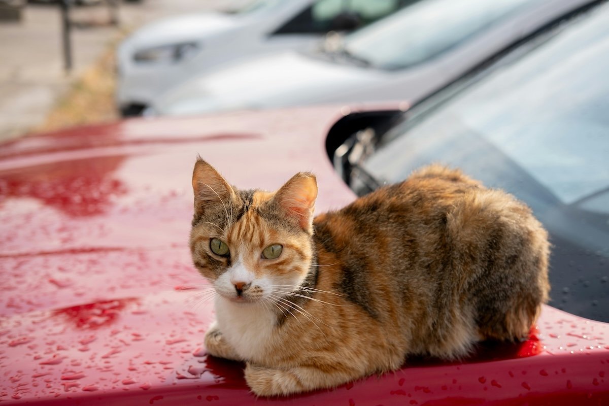 Cat sitting on a car for cat photography