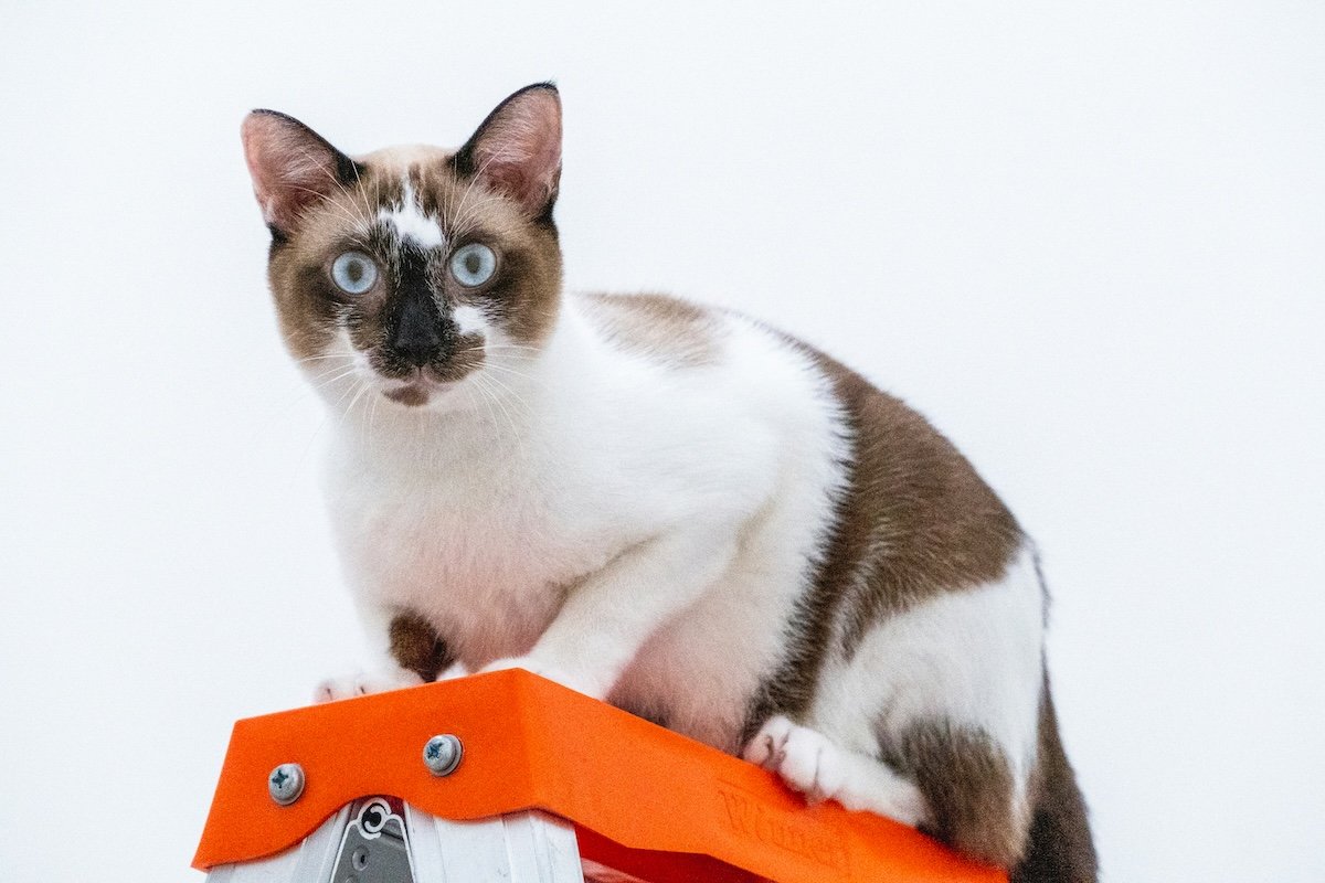 A cat sitting high-up on a ladder for cat photography