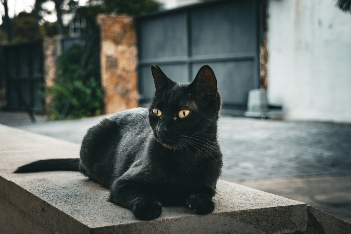 black cat sitting on pillar outside for cat photography