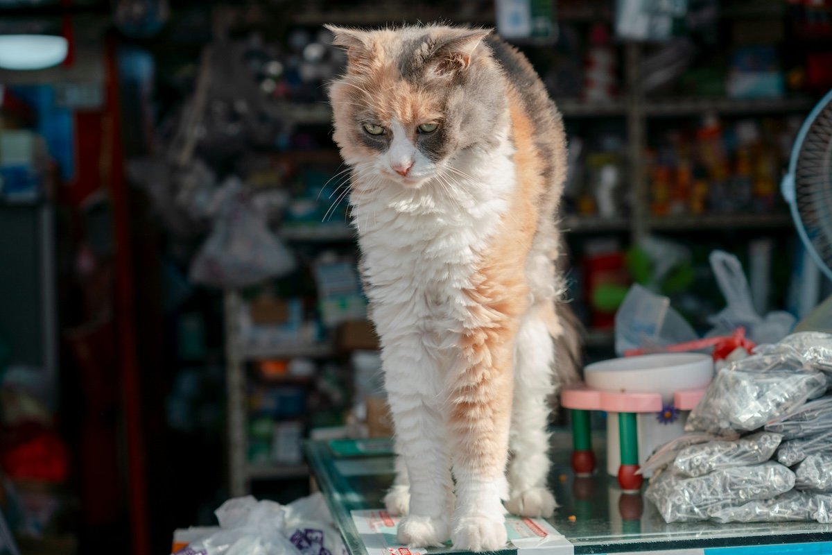 Cat stretching outside on a market stall for cat photography