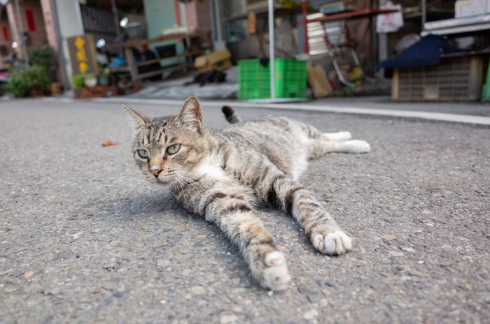 cat laying on the street