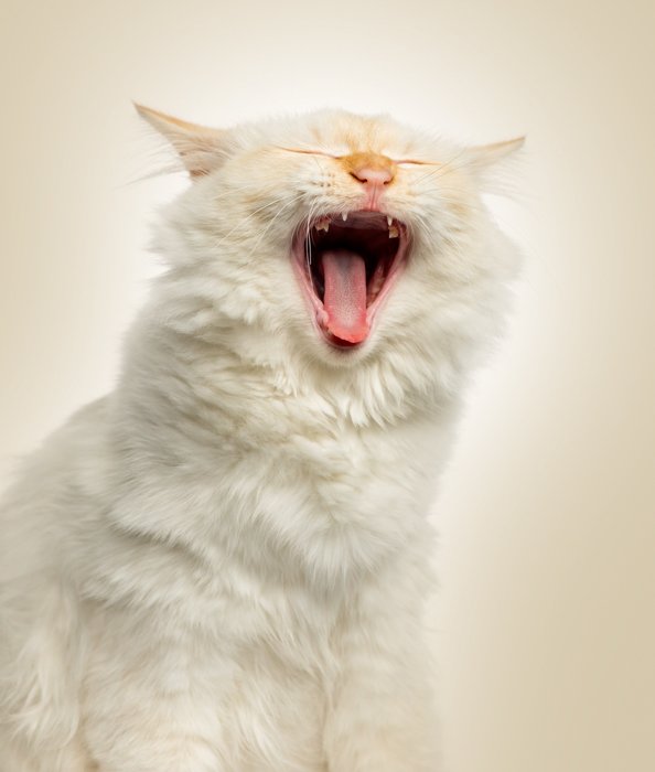 white cat yawning with a bright background behind her