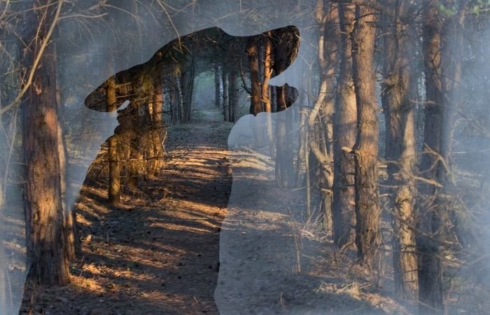 a double exposure image featuring a wolf sillhouette and a forest in the background