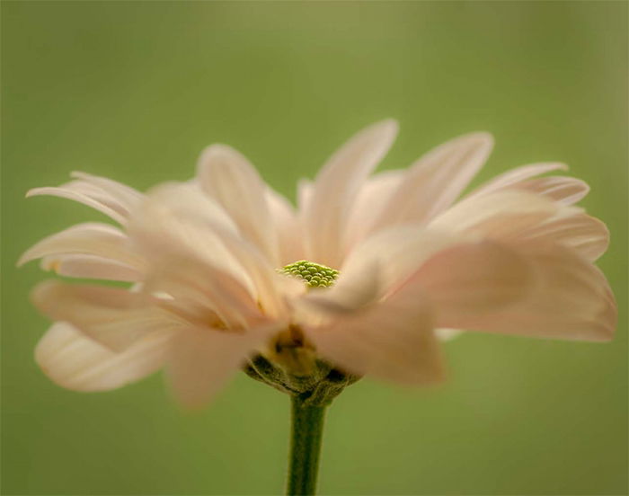 Photographing Fabulous Flowers  Photzy eBook Review - 99