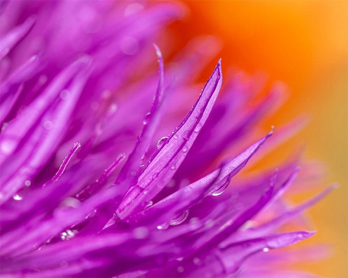 Amazing macro photo of a purple flower