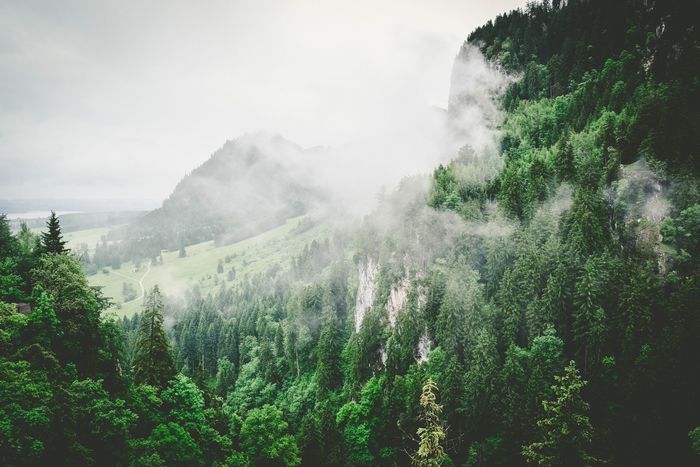 Una foto nítida de un bosque con montañas al fondo