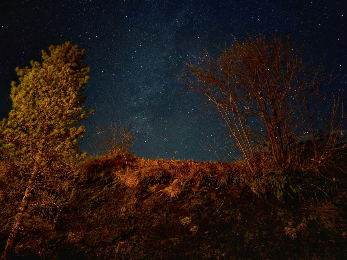 Night sky time-lapse photo of a starry sky and shrubbery in the foreground