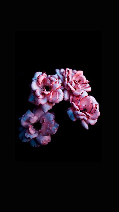 Pink flowers against a black background, a cool photography trend