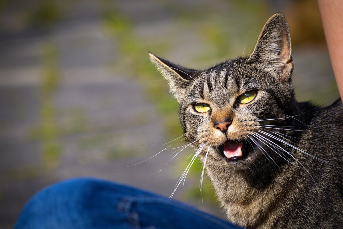 A sharp closeup photo of a cat meowing