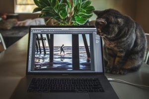 A cat looking at a laptop screen on a table