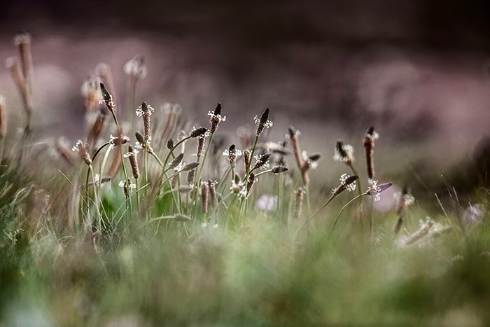 Flowers in a meadow