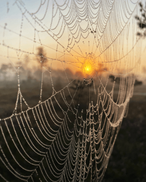 photo of a spiderweb with waterdrops on it in the sunset