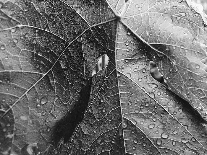 Leaves with raindrops in black and white.
