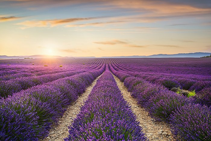 Lavender flowers fields at sunset.
