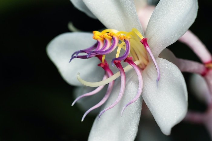 A close-up of the intricate floral structure of a Medinilla flower