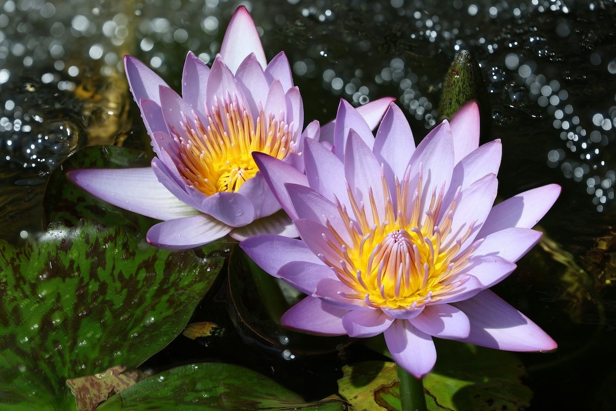Water lilies shot using focus stacking as an example of flower photogarphy