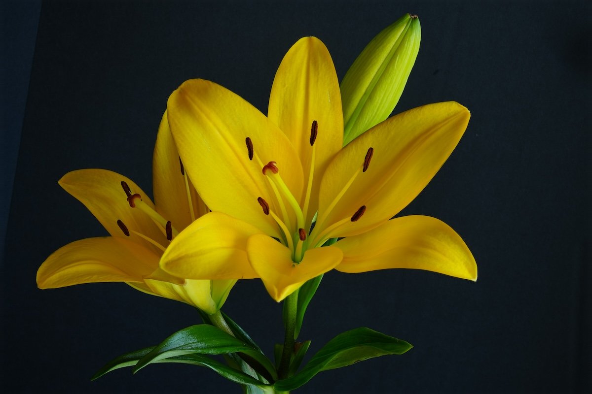 A yellow lily with a black background