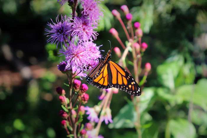 Butterly mounted on purple flowers