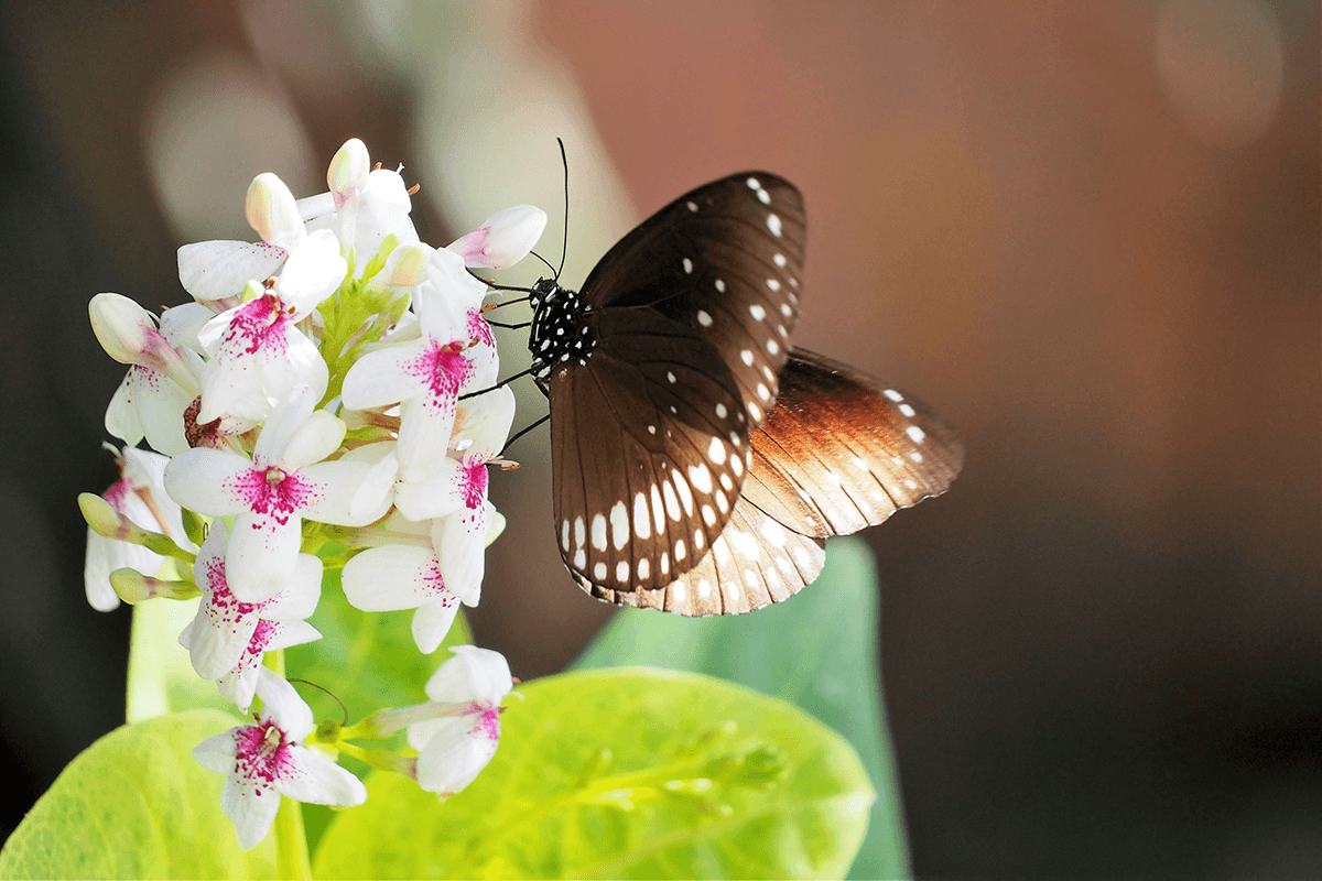 Close-up of a butterfly as an added subject for flower photography