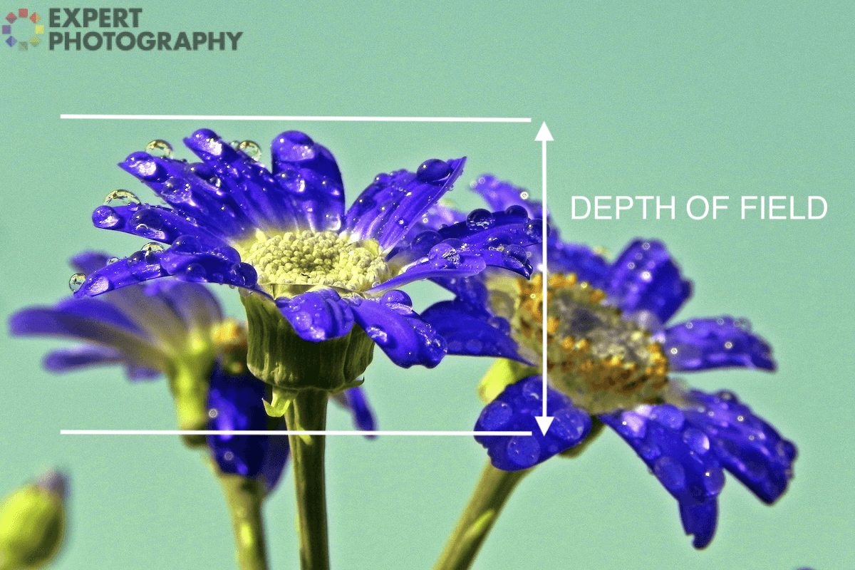 Flowers with an overlay showing the depth of field in the photo