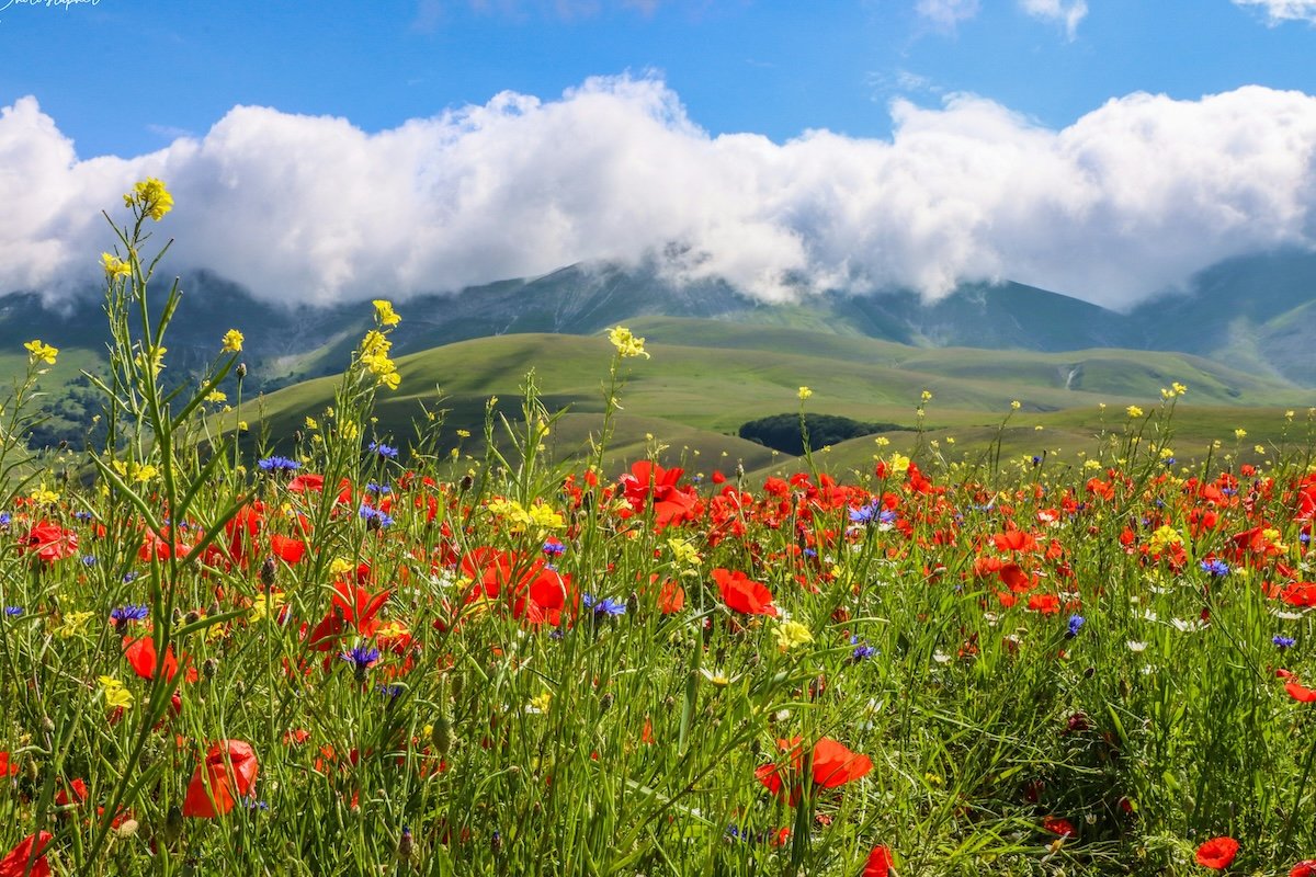 A field of flowers with blue sky clouds and mountains in the background