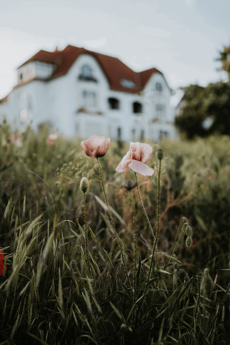 Pink flowers in tall grass with a blurry white house in the background