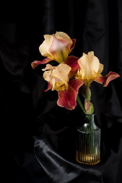A glass vase filled with three flowers against a black backdrop