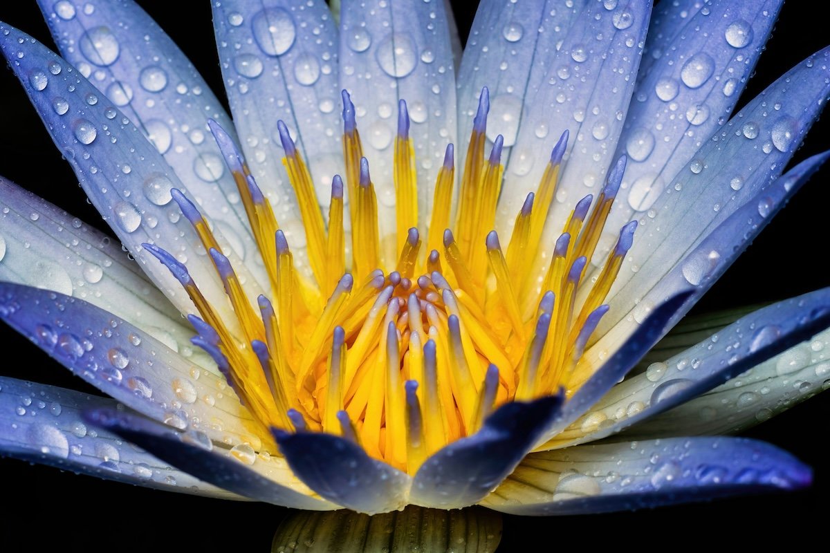 A lily close-up with raindrops as an example of flower photography