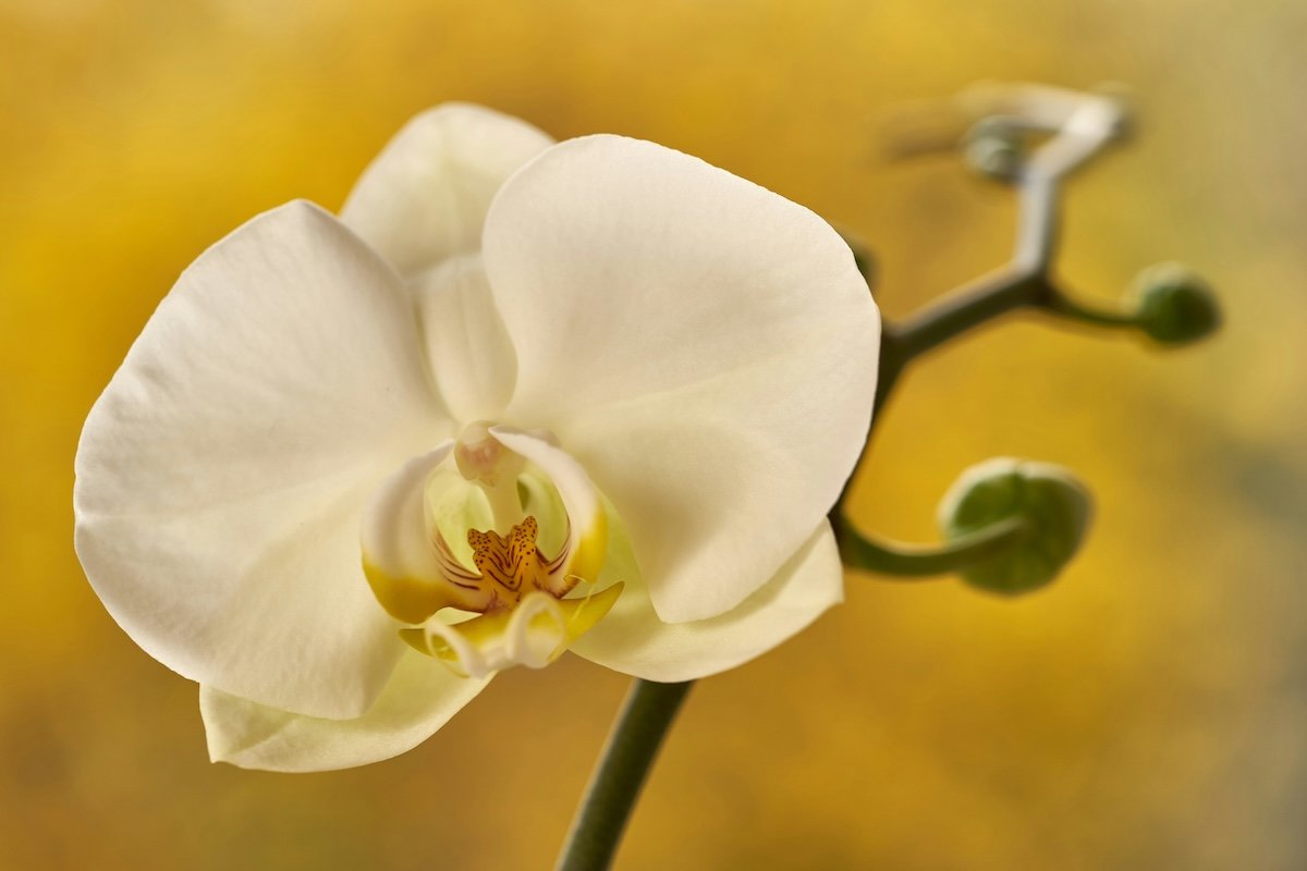 Close-up of an orchid as an example of portrait flower photography