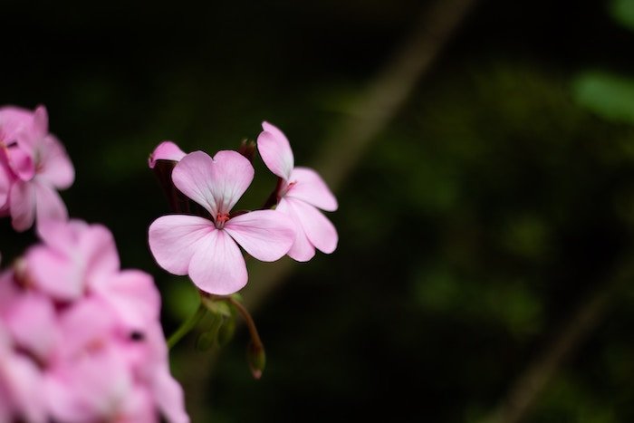 Pink flowers against a blurry green and black background