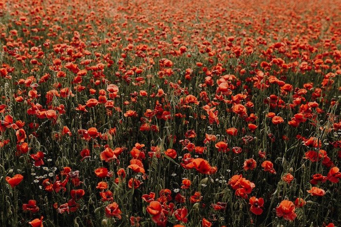 Flower field filled with red poppies, tall grass, and a few daisies