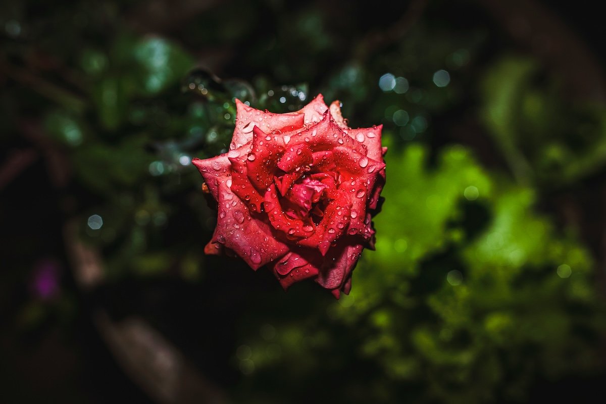 A rose with water droplets as an example of flower photography with a flash