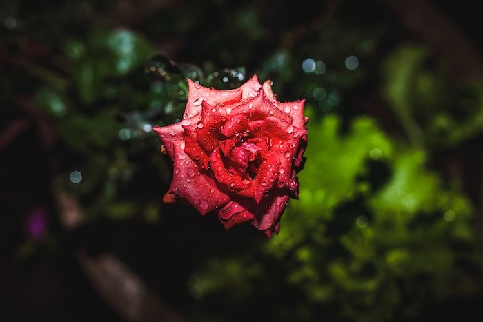 A vignetted rose with water droplets on it and blurred green background