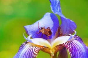 爬行在花的昆虫的特写镜头照片
